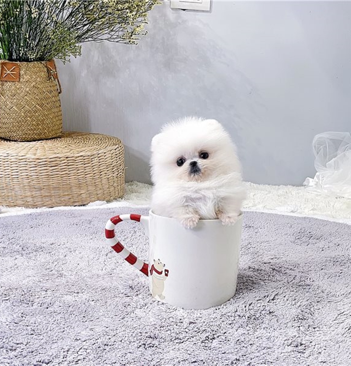 Spitz nana Pomerania